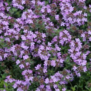 Creeping Thyme - Wooly Thyme