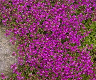 Red creeping thyme a brightly coloured ground cover plant