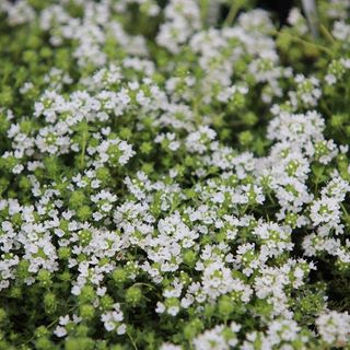 Creeping Thyme - Snowdrift