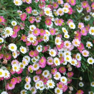 Erigeron Karvinskianus