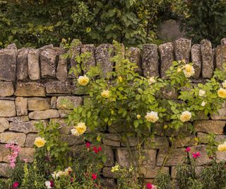 dry stone wall with roses growing over it