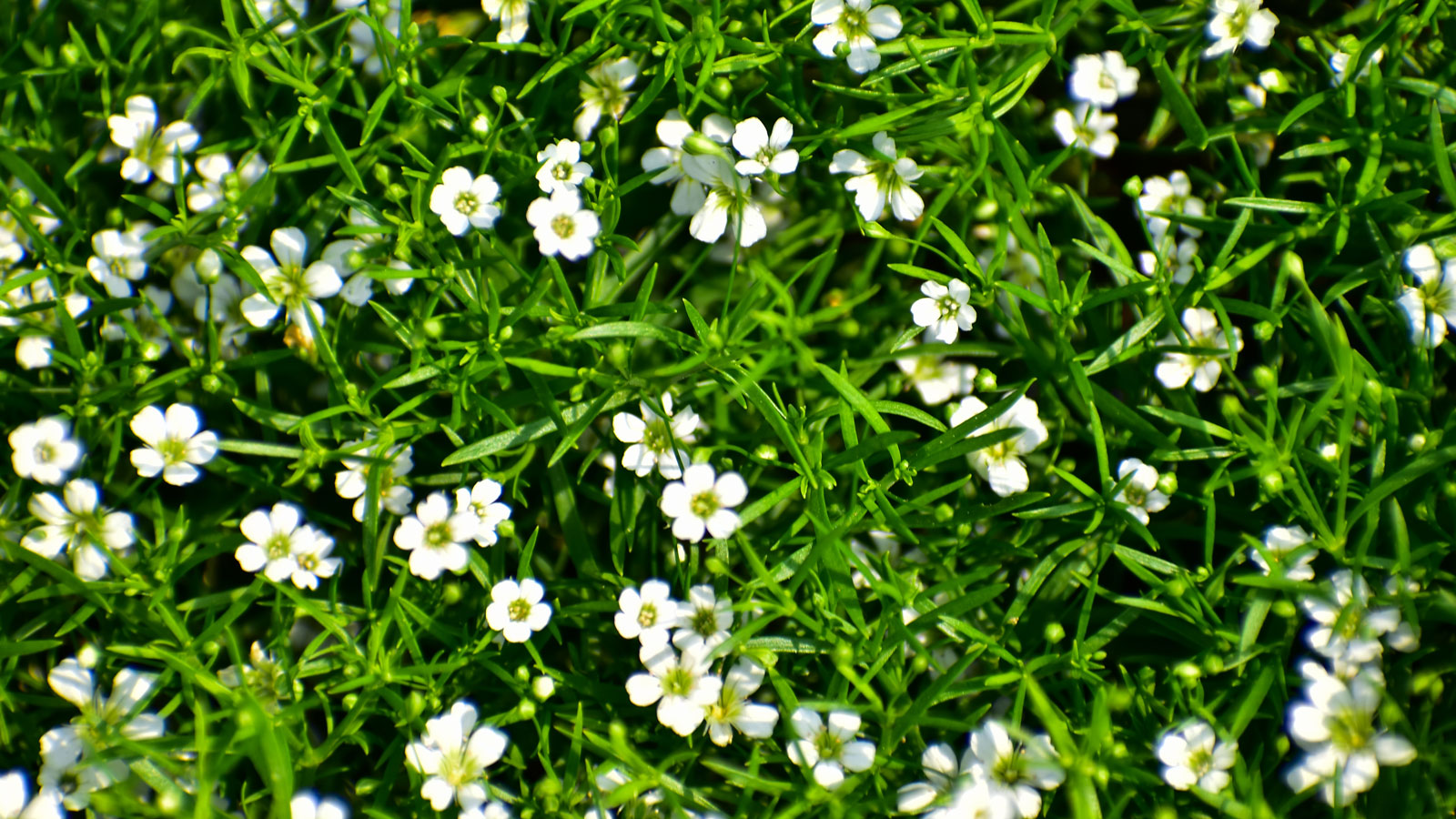 Irish moss lawn with white flowers