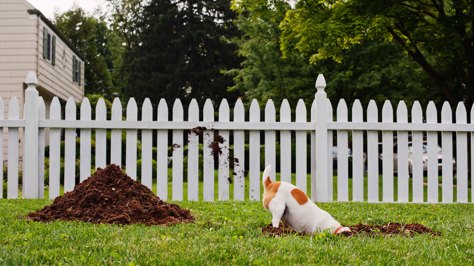 Garden ideas for dogs to create a pet-friendly space