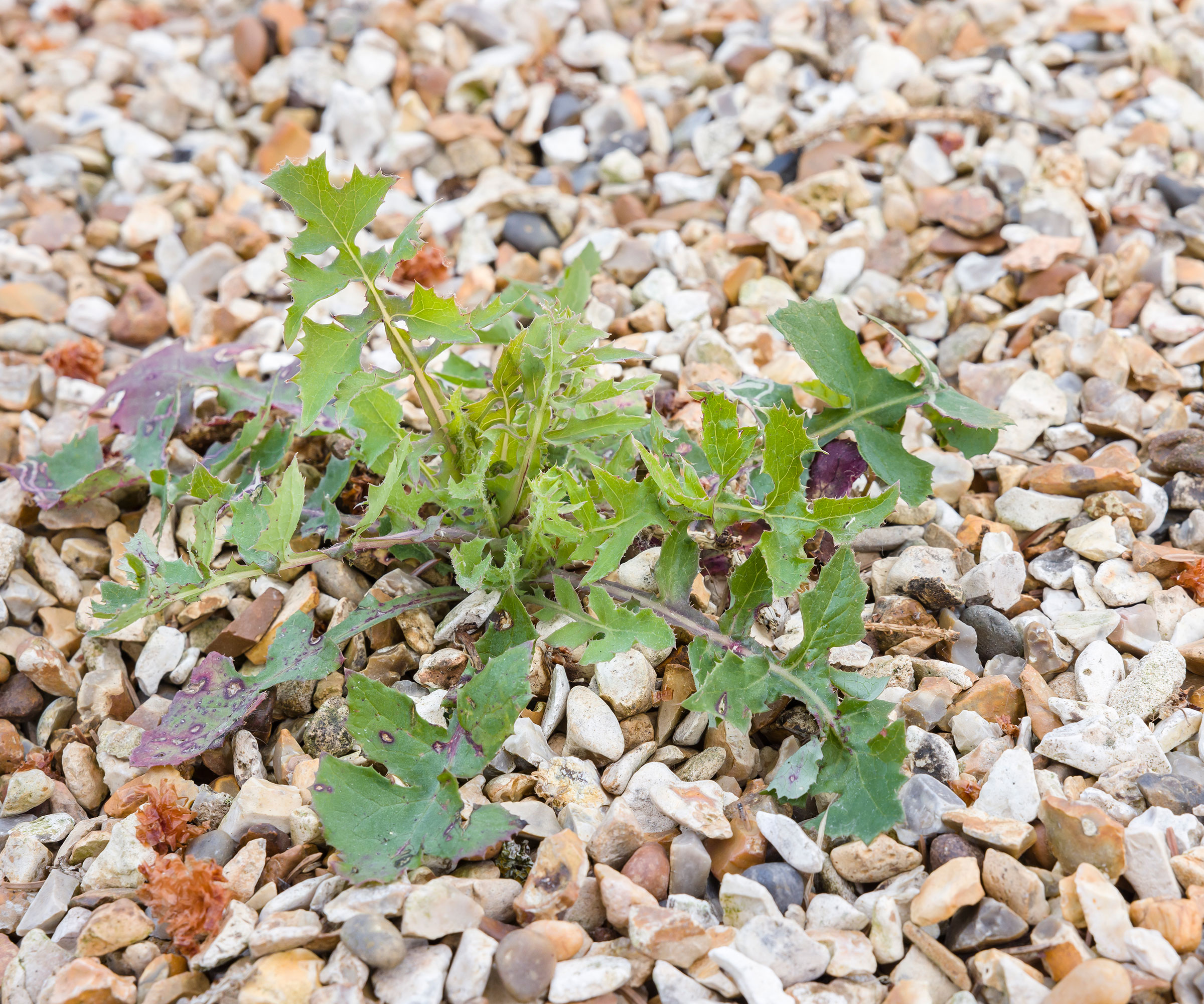 weeds growing up through gravel driveway