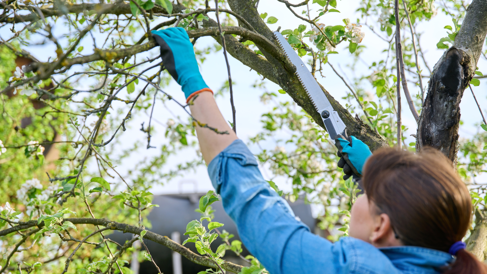 Neighbour’s tree blocking sunlight? Follow this advice
