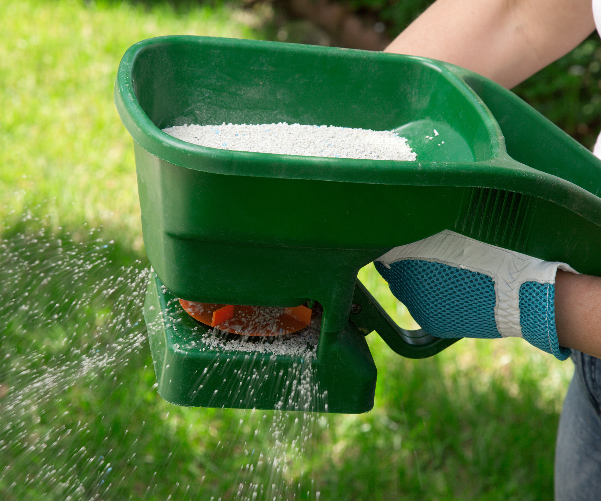 Manual fertilizing of the lawn in back yard in spring time