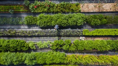 gardens