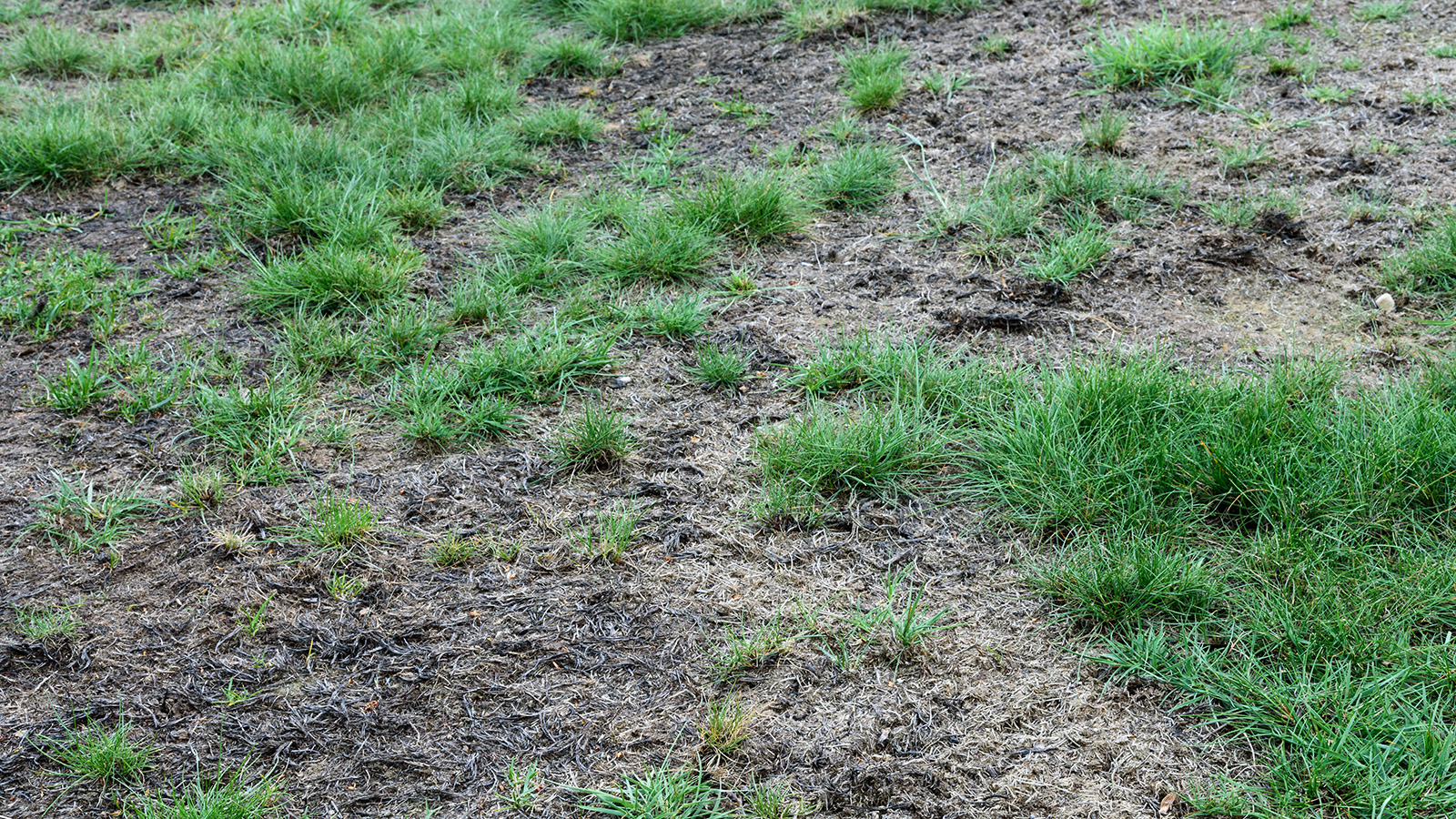 Can you lay turf over grass? Experts weigh in on this method