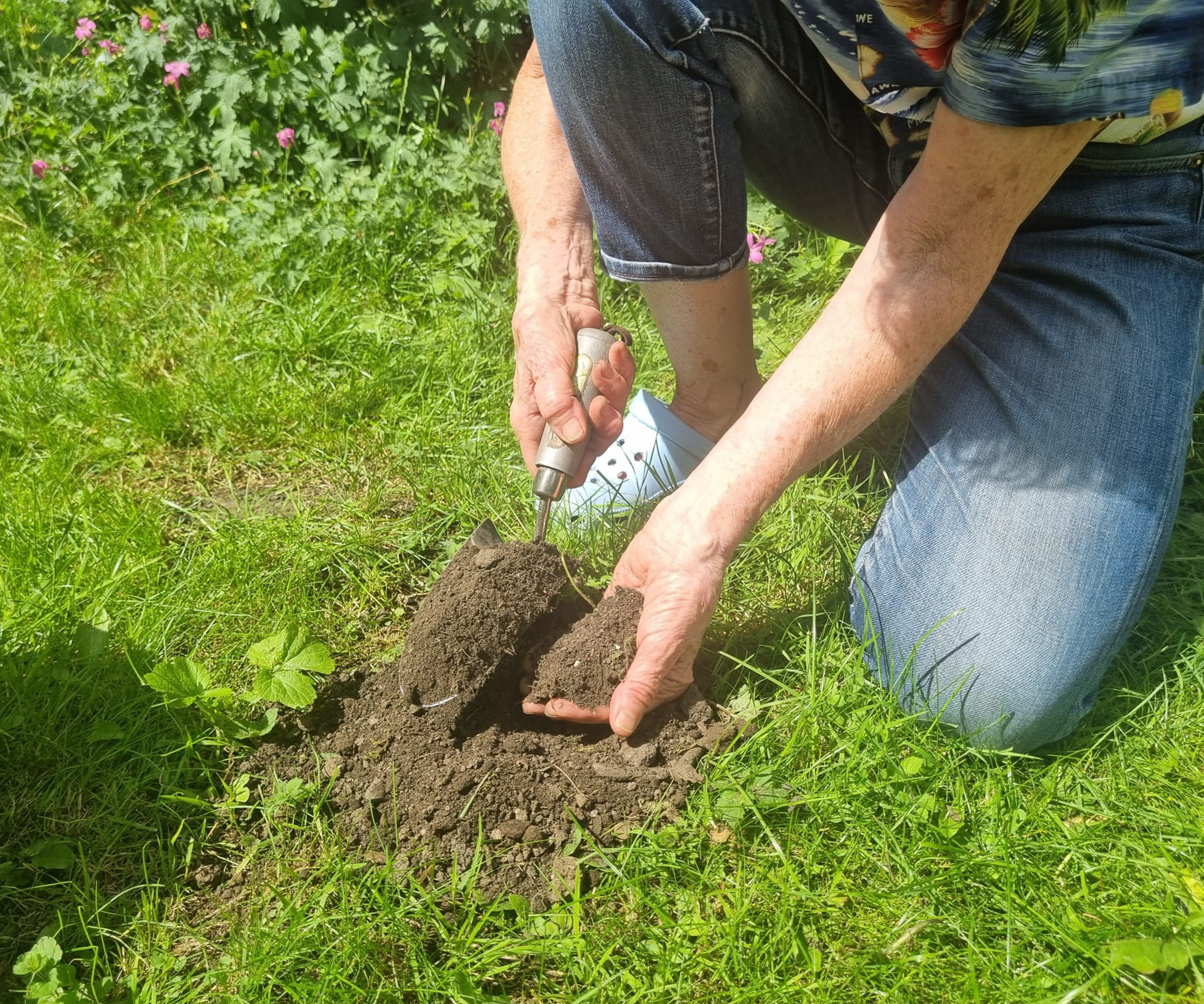 Woman using a small trowel to capture the soil created by mole hills on a lawn and moving it to a pot