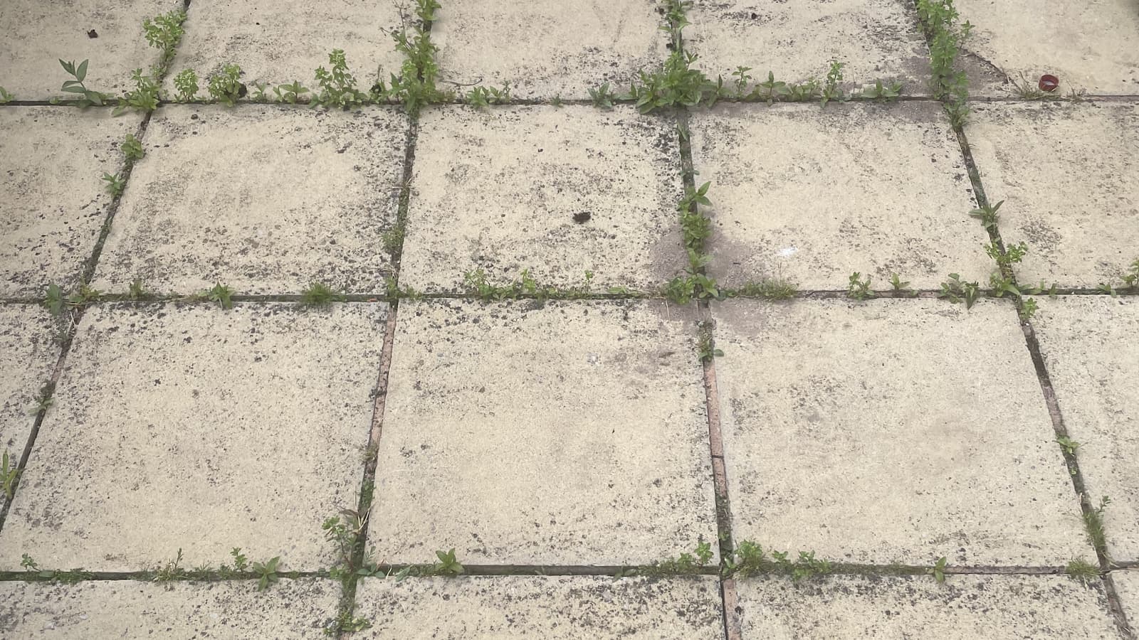 Paved garden with weeds in the cracks
