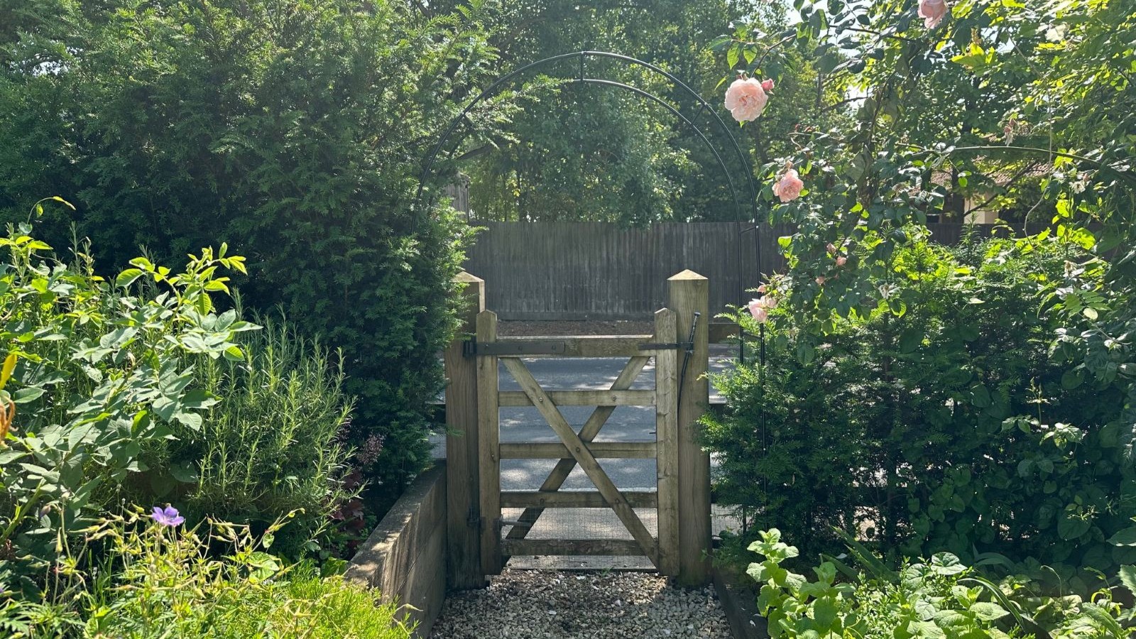 A wooden garden gate with a yew hedge and rose bush growing around it