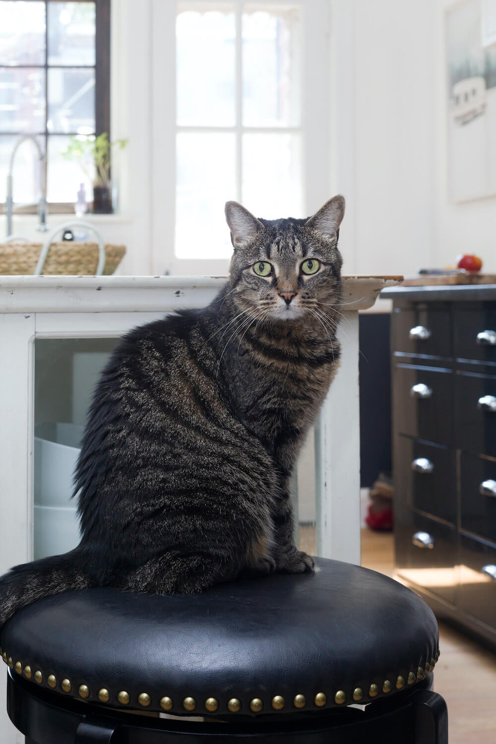 Black cat watching into the camera sitting on a black stool