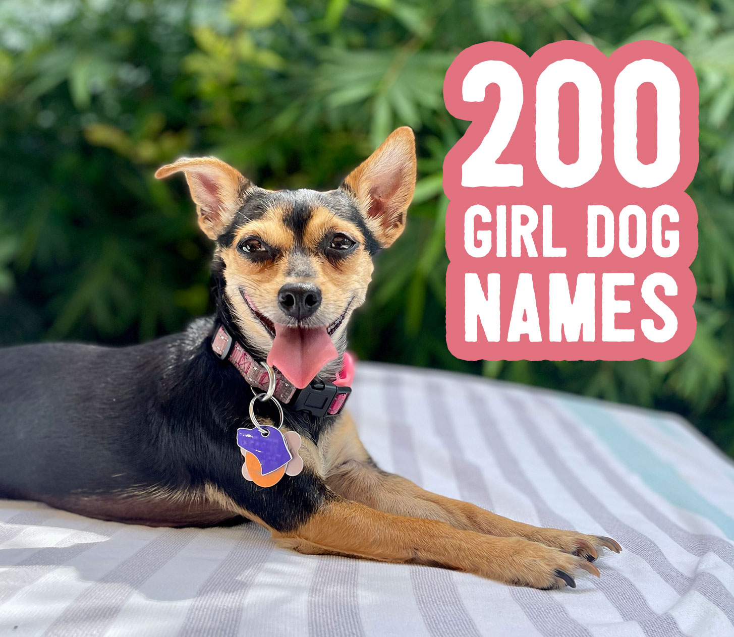 Girl Dog Names: 200 Ideas + Naming Tips