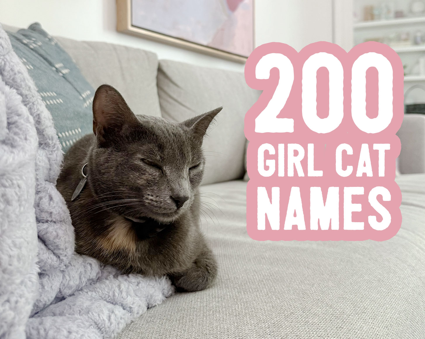 Girl Cat Names: 200 Ideas + Naming Tips