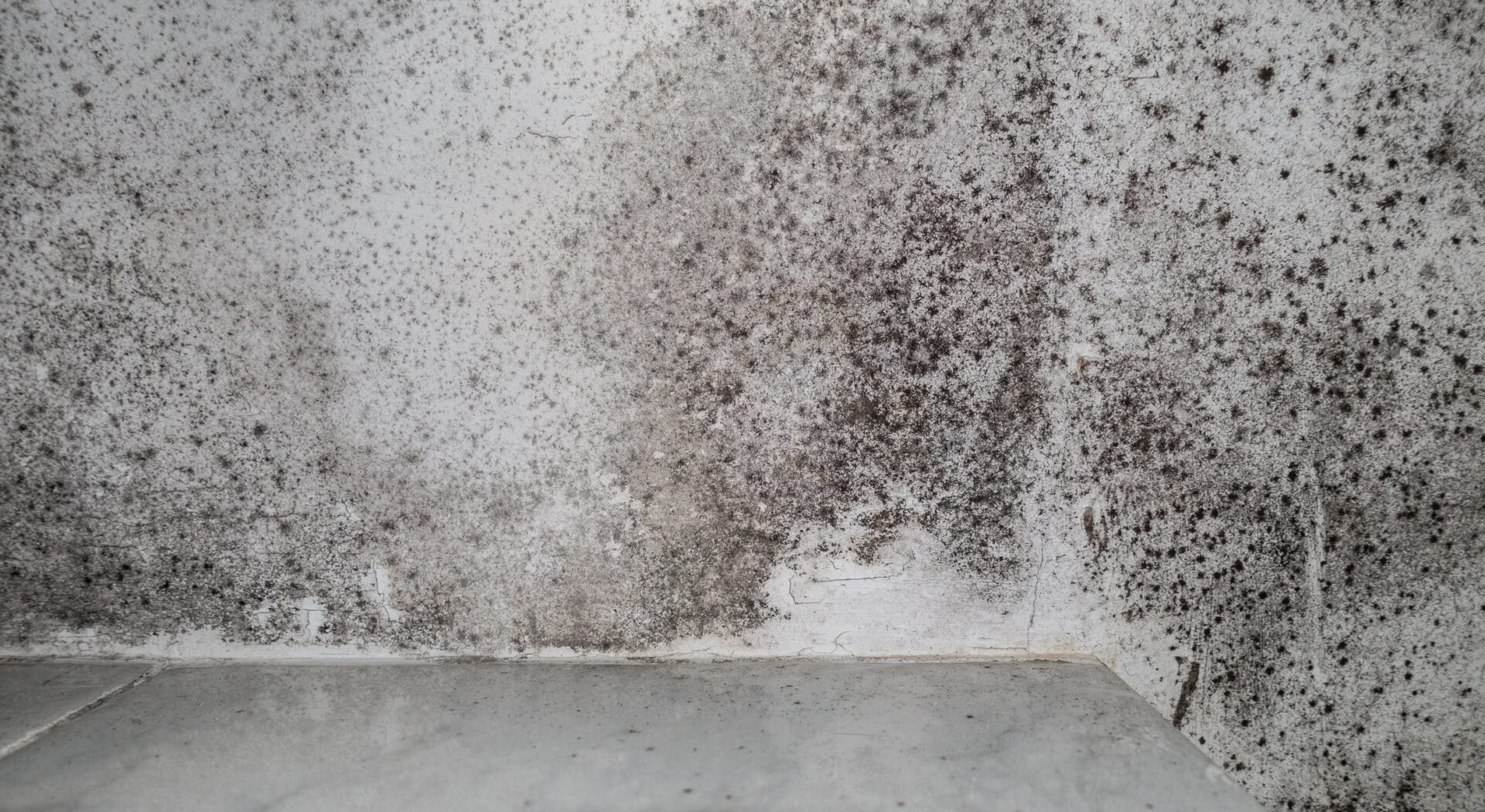 Training scheme aims to boost confidence in damp proofing