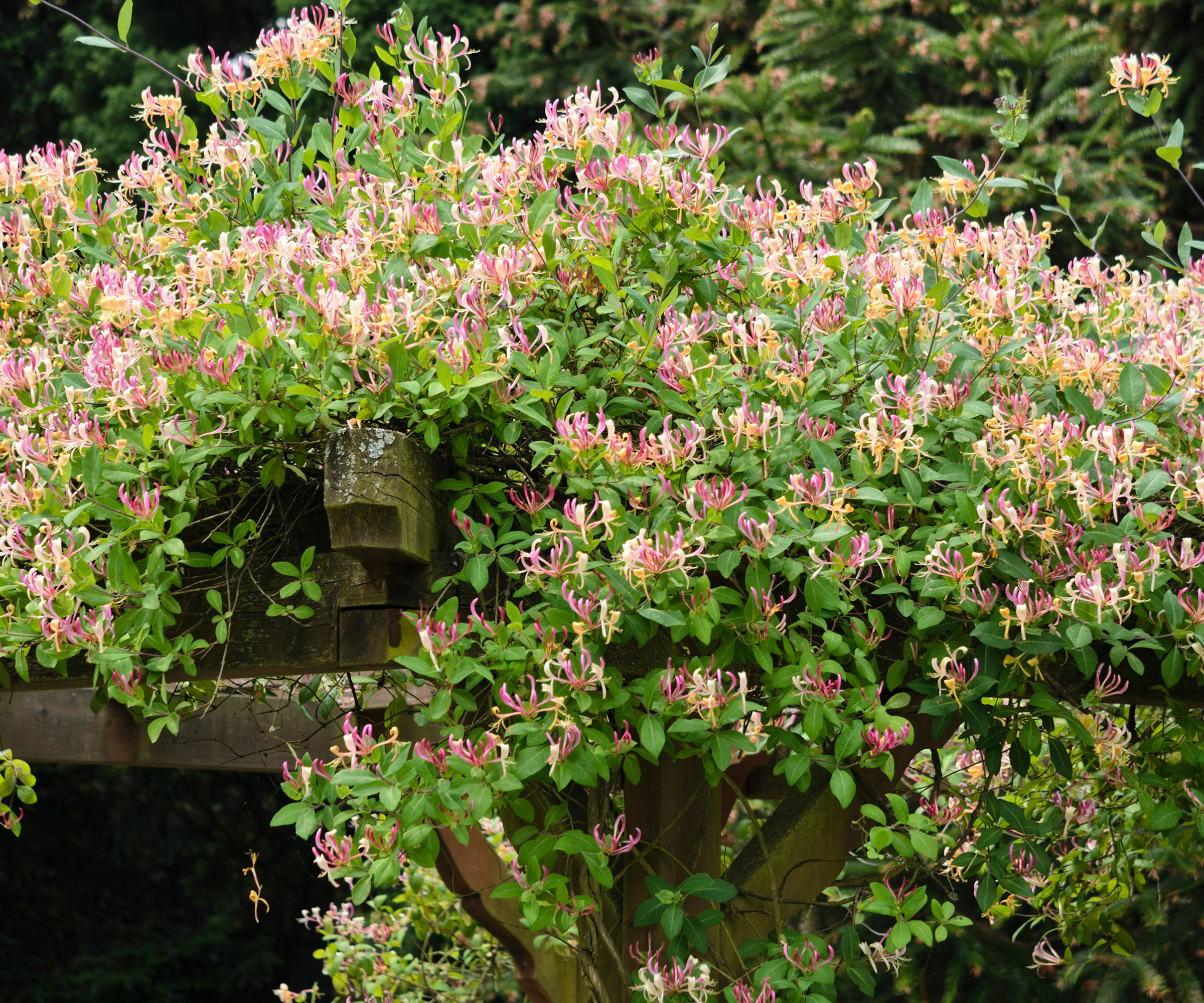 Common honeysuckle (Lonicera periclymenum) growing over a wooden pergola in a garden