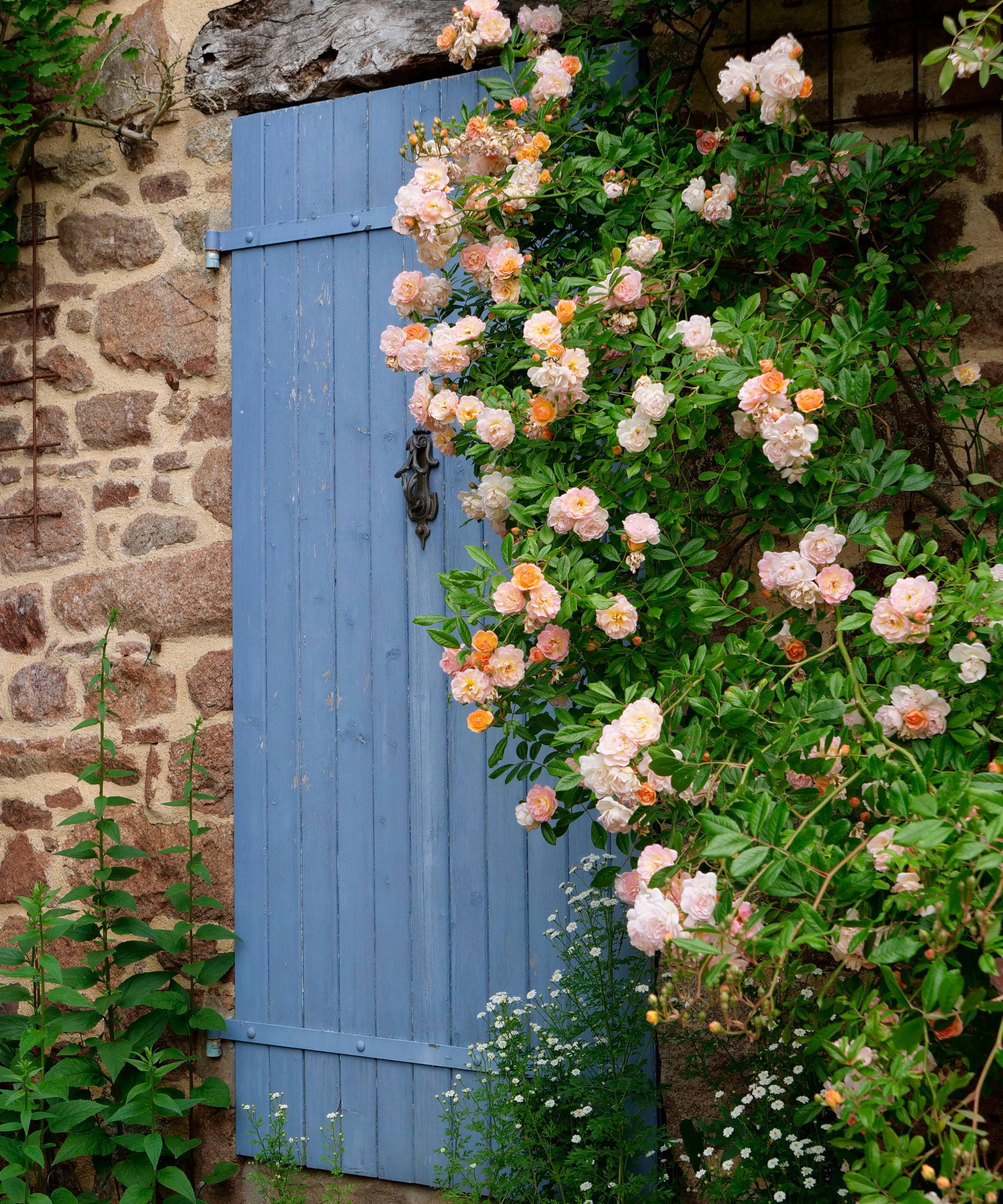 pink rambling rose variety 'Ghislaine de Feligonde' climbing over a brick wall next to a tall blue garden gate