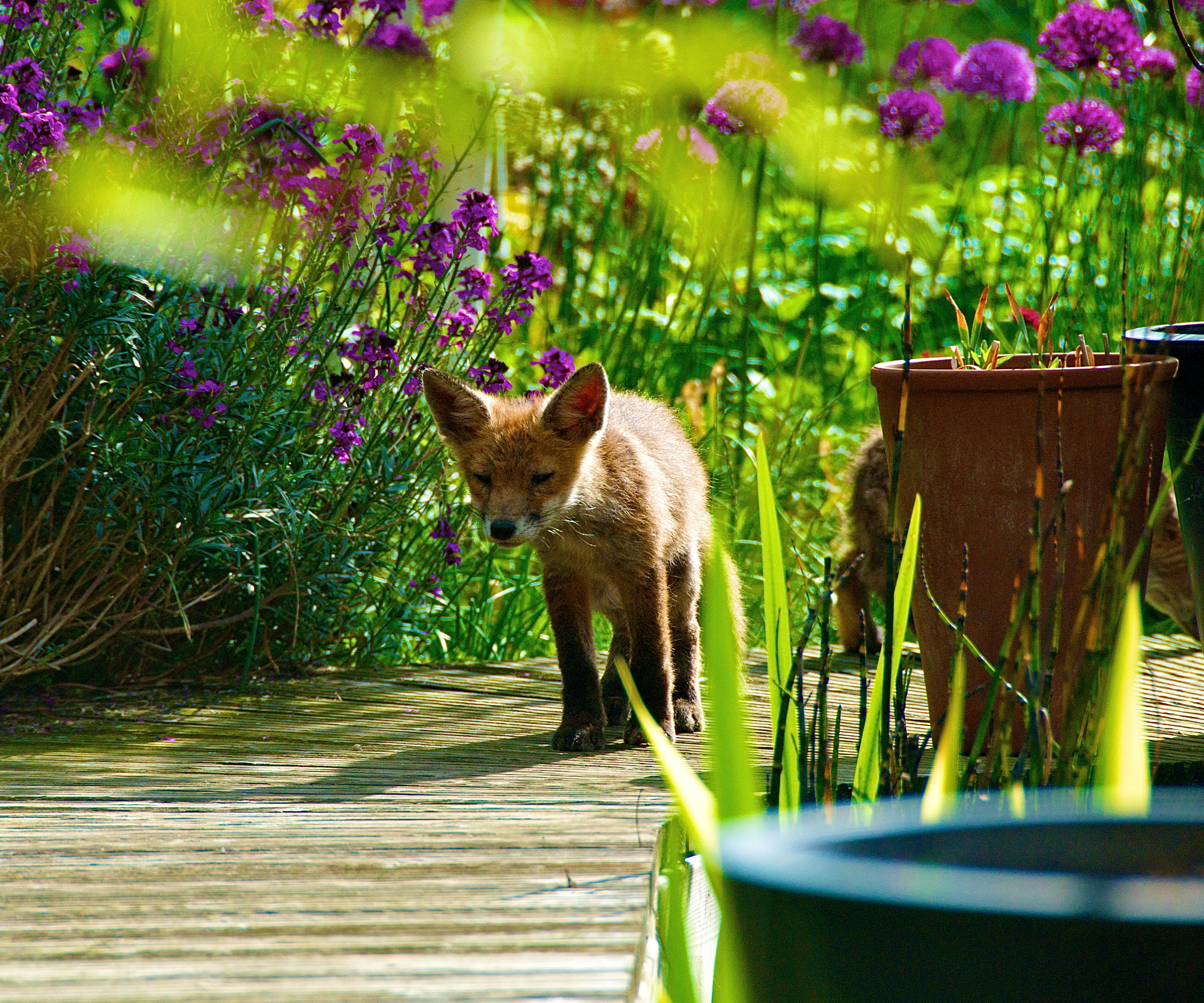 fox cub walking on decking with flowers and plants, plus a green water feature