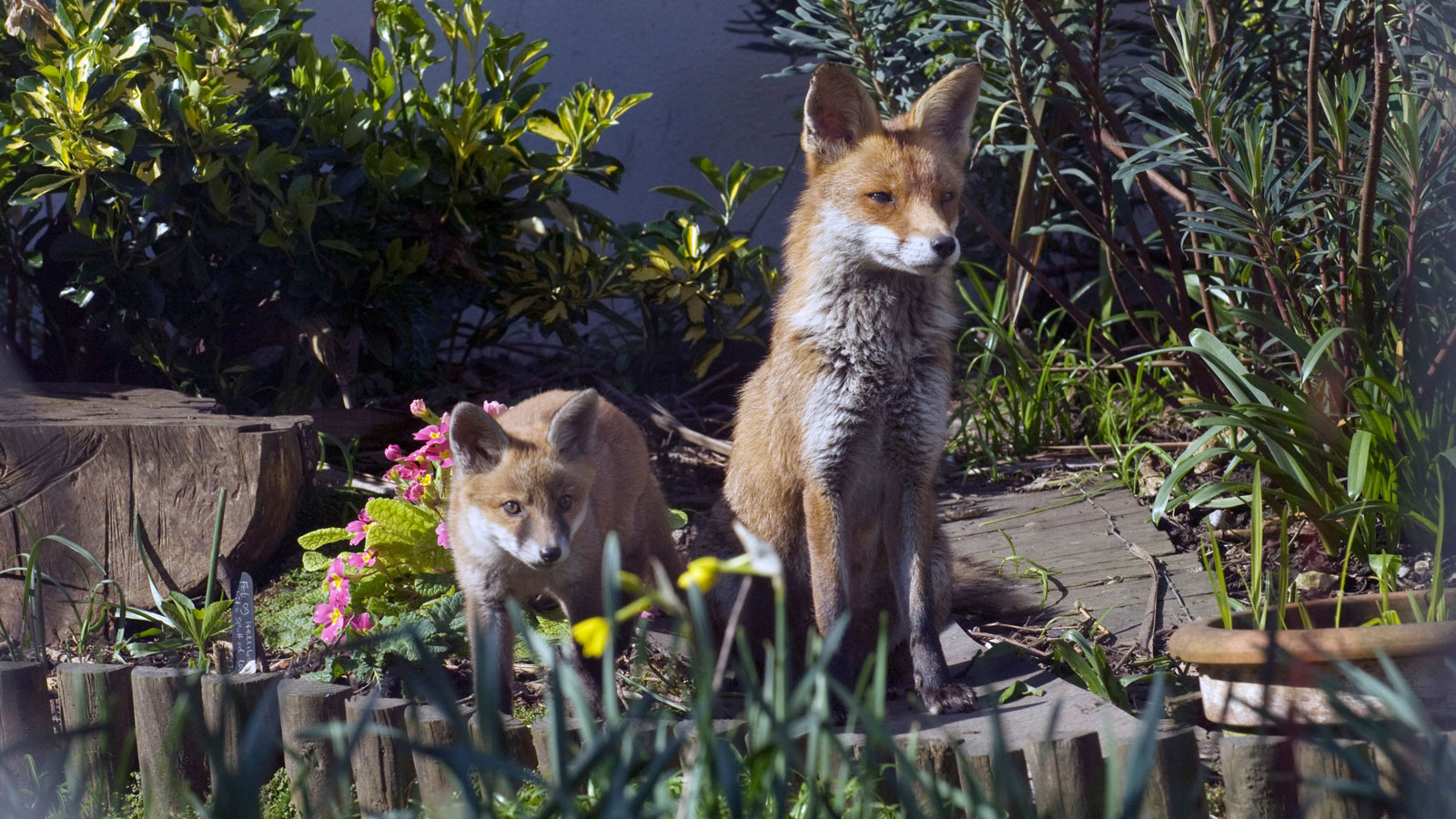How to keep foxes out of the garden – the top 7 deterrents
