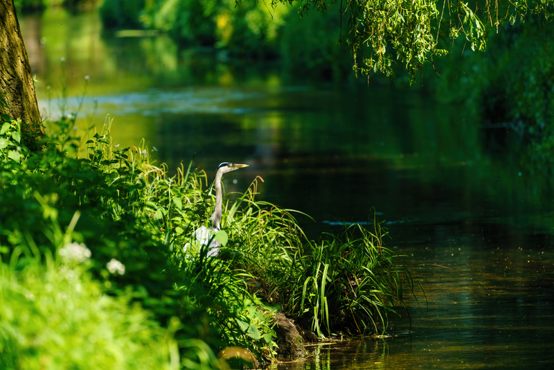 Amey management to receive biodiversity training