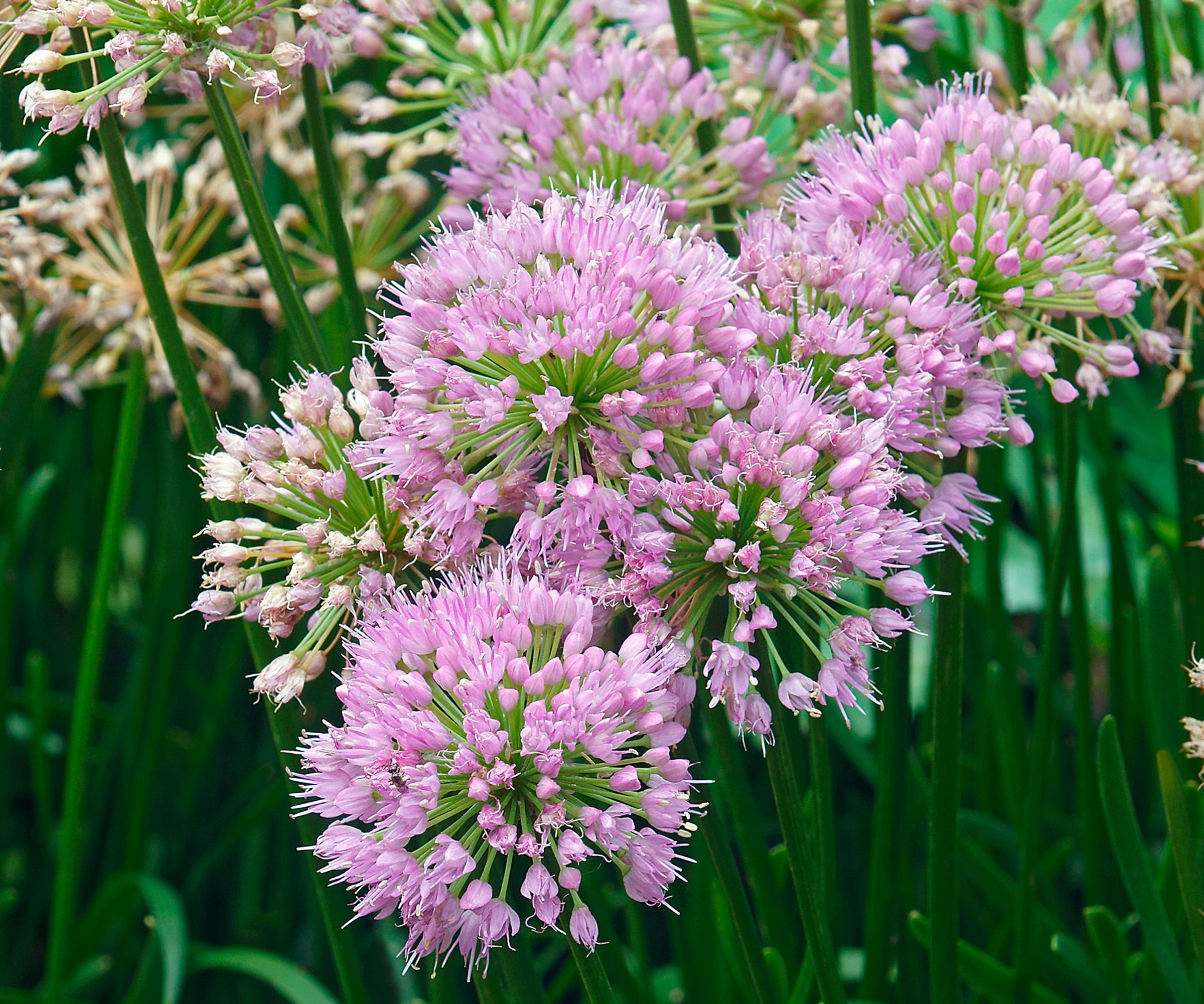 mauve 'Milennium' allium flowers