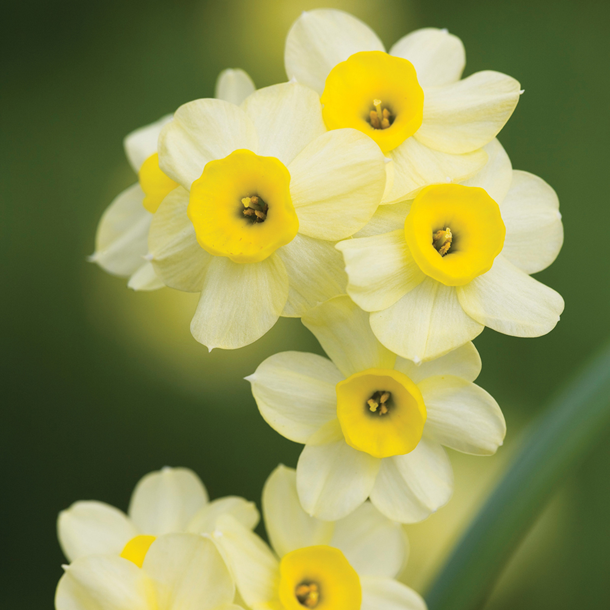 Narcissus 'minnow'