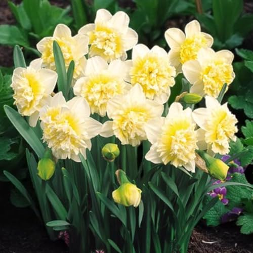 Carbeth Plants 20 X Daffodil Ice King Spring Bulbs - Cream &amp; Yellow Double Petalled Narcissus Flowering Perennials - Uk Hardy &amp; Pollinator Friendly - Ideal for Growing in Beds, Borders or Patio Pots
