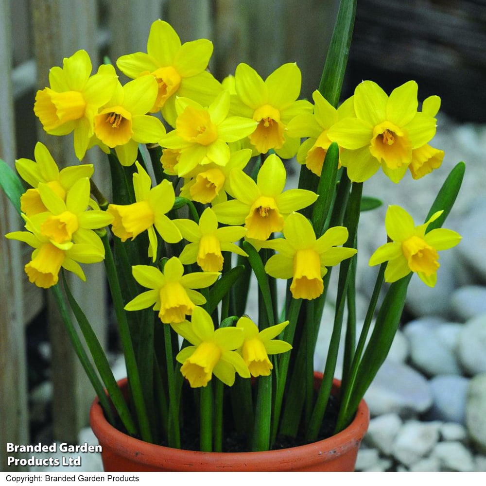 Narcissus 'tete-A-Tete'