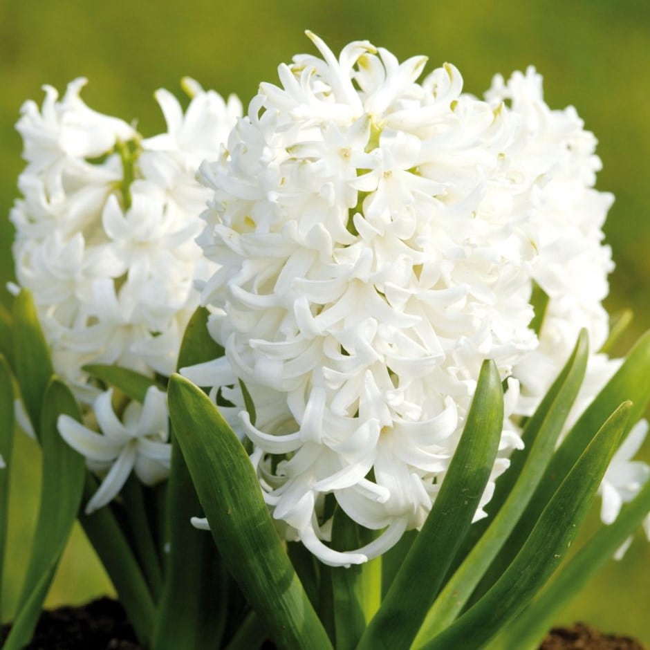 Hyacinthus Orientalis 'white Pearl'
