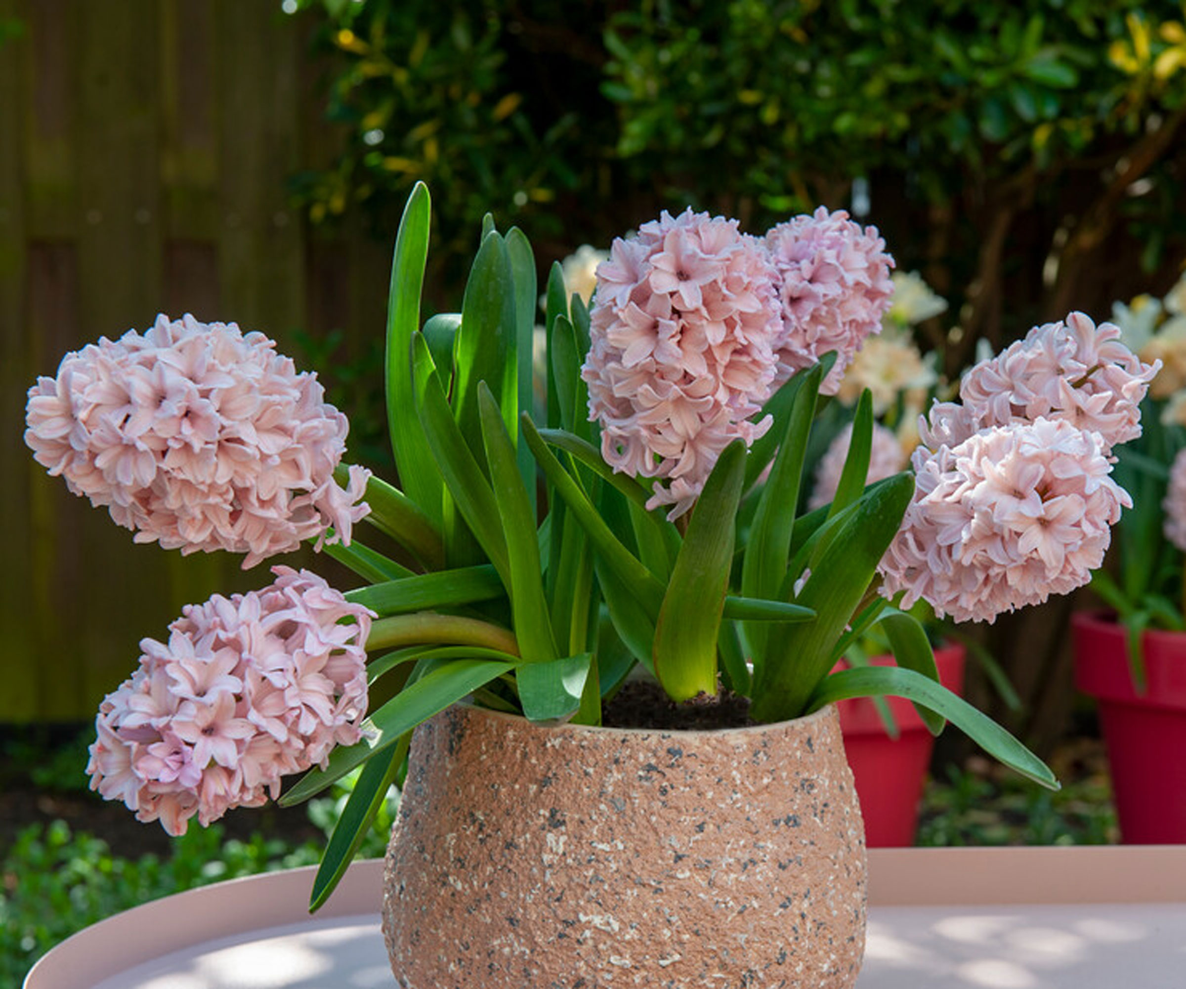 Hyacinth 'Pink Pearl' plants in container on table in garden