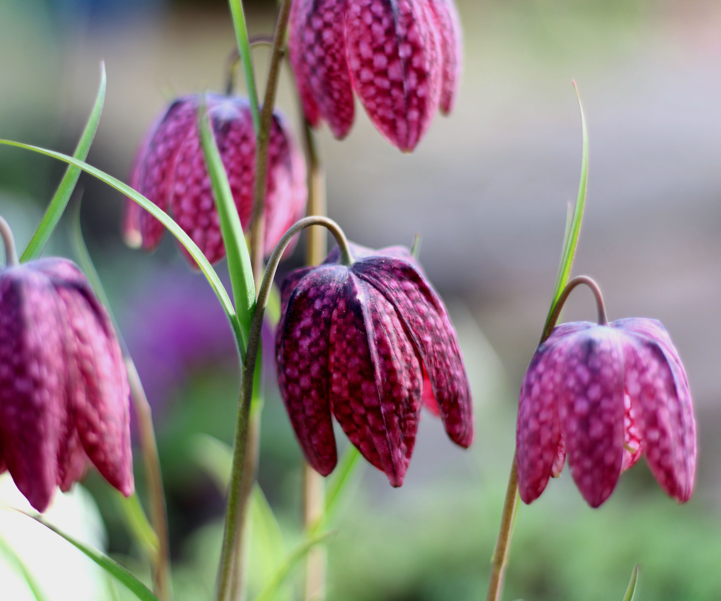 purple snake's head fritillary flowers