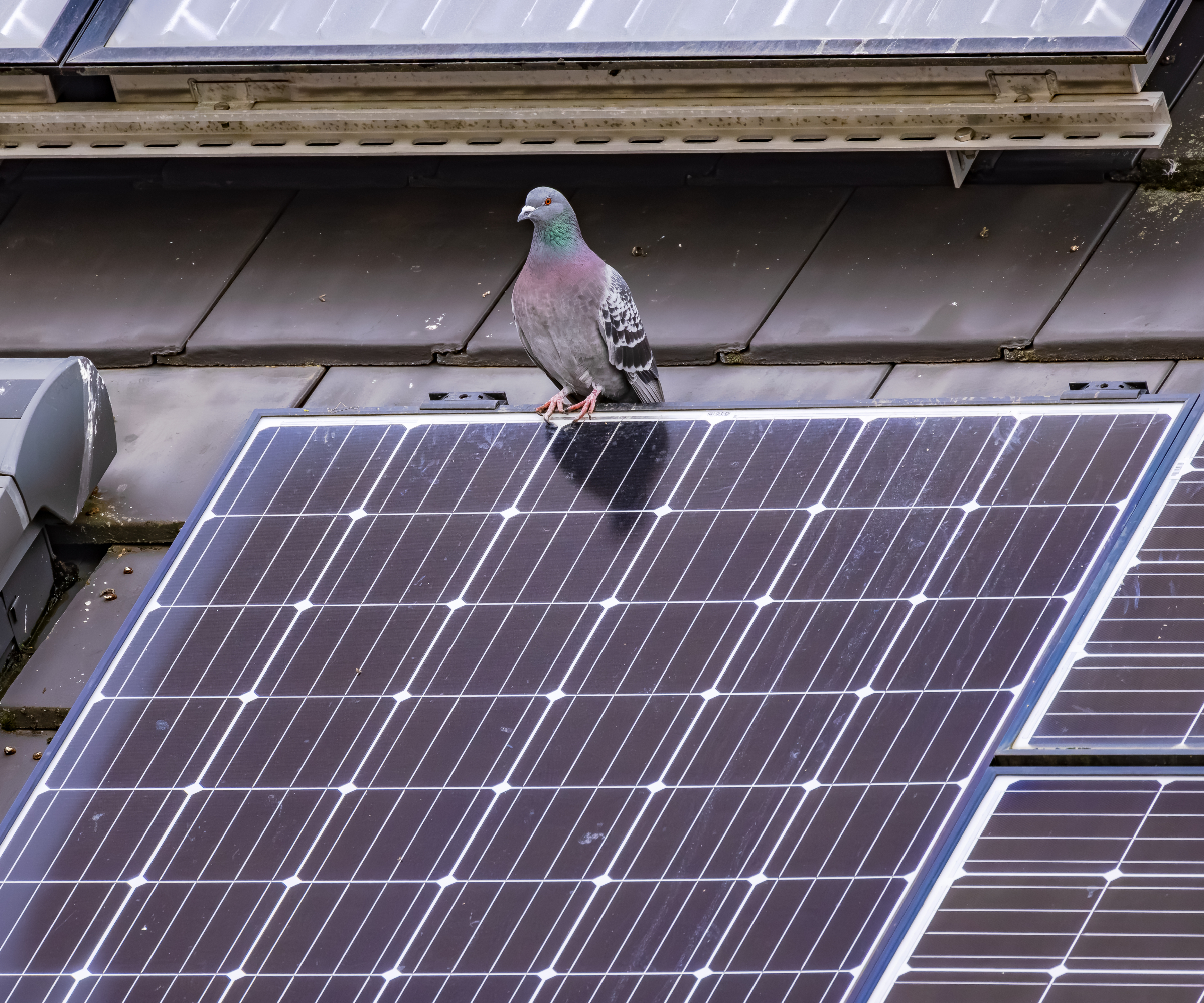 pigeon sat on edge of solar panel
