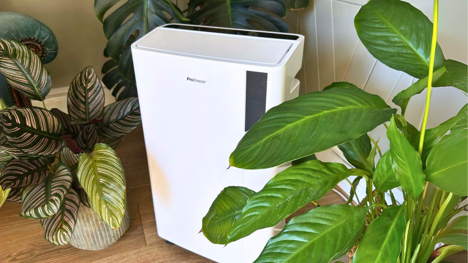 Can dehumidifiers kill houseplants? | Homebuilding