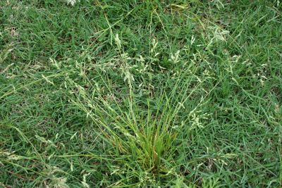 How to Prevent Poa Annua in Your Lawn