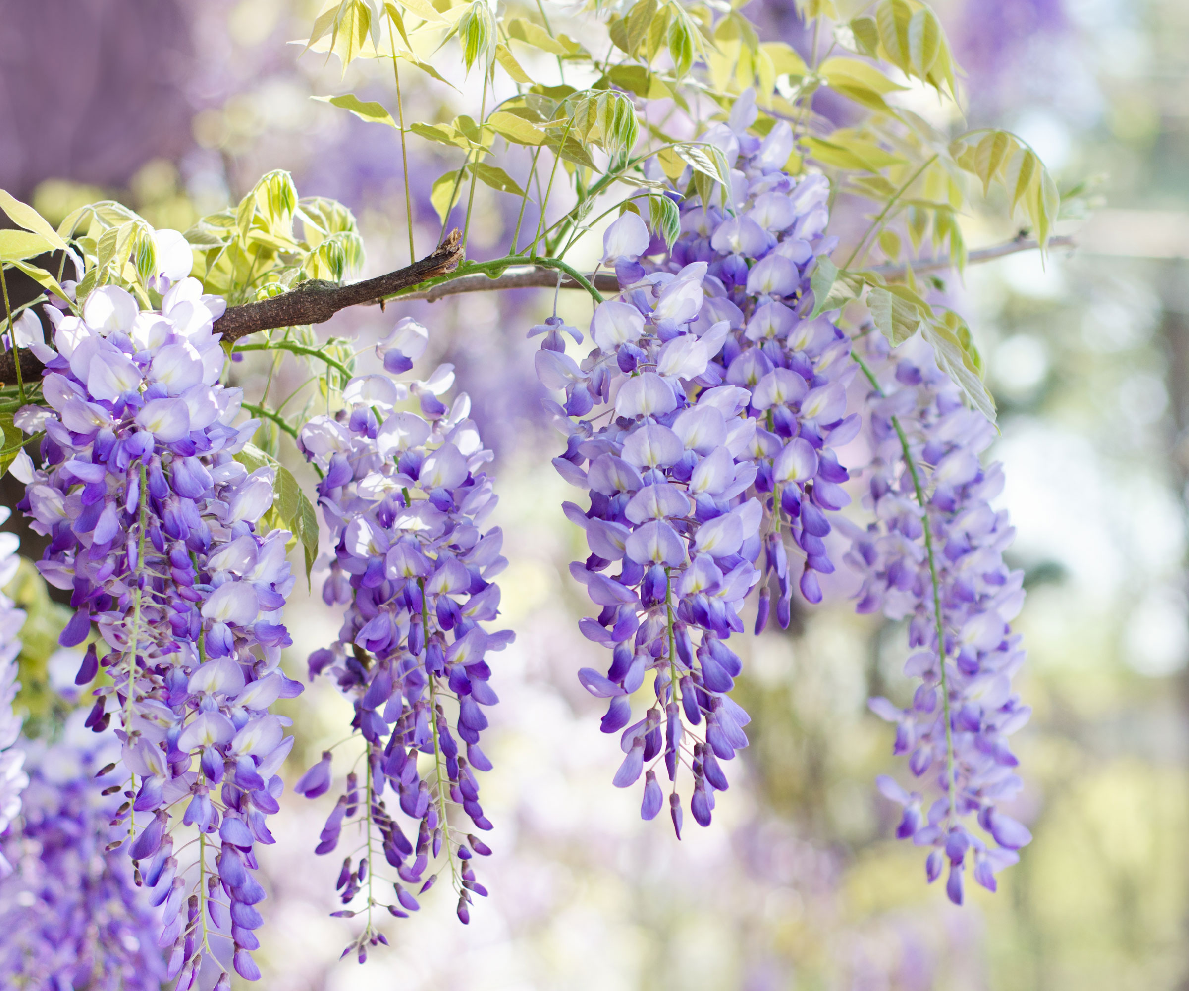 pale mauve and purple wisteria flowers