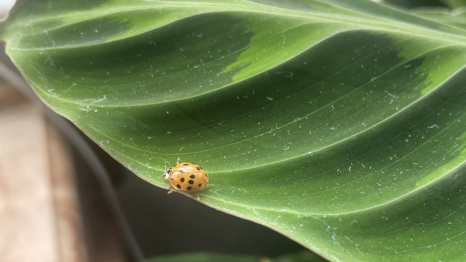 A ladybird on a calathea plant