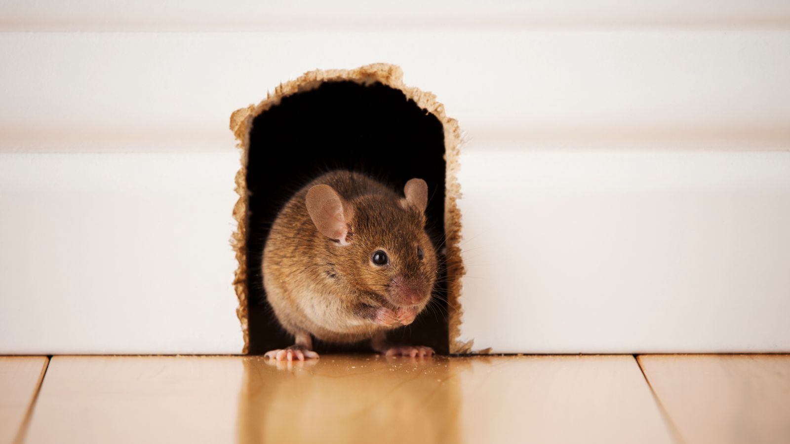 How to get rid of mice in your home: 6 expert tips that work