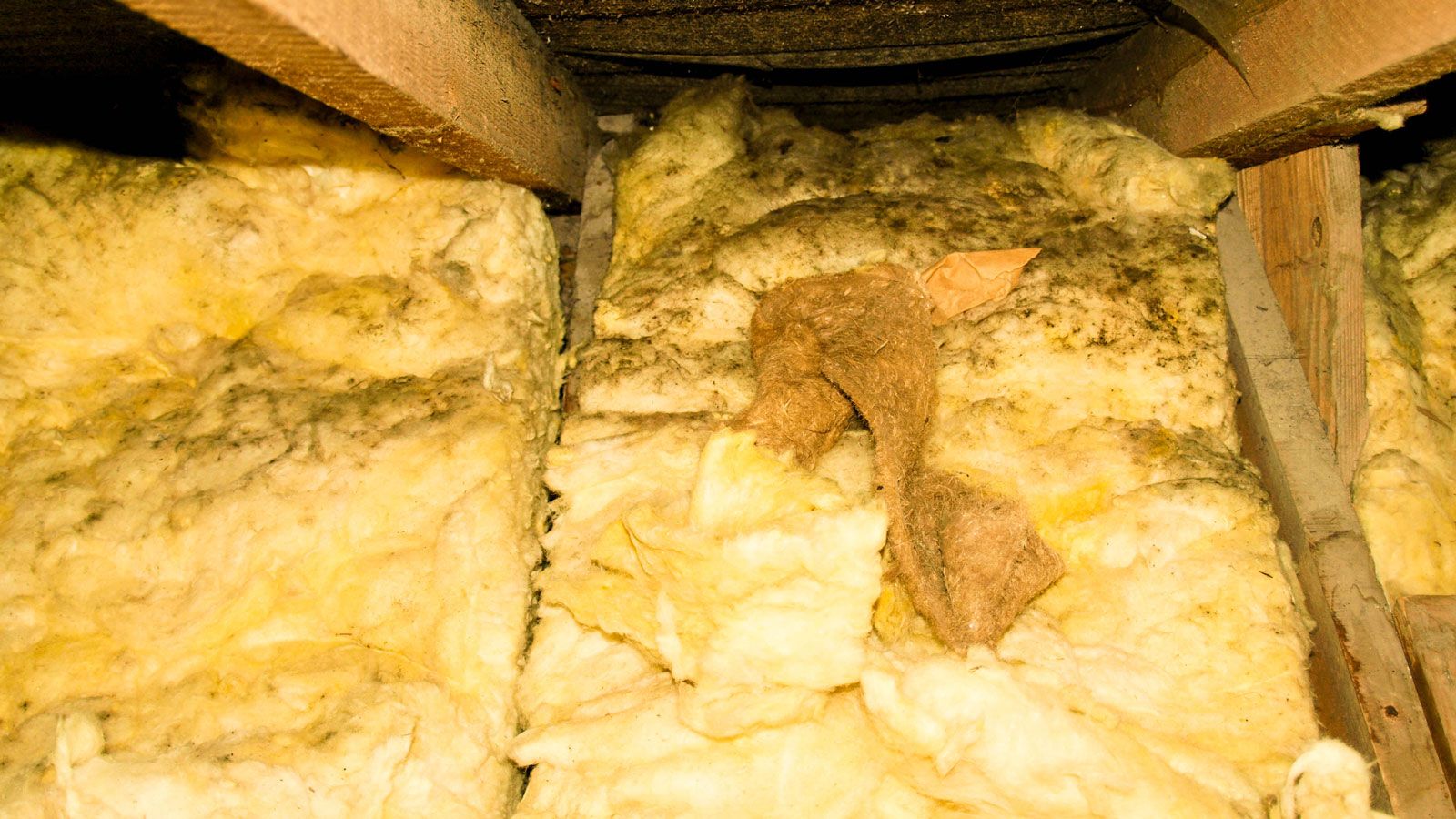 Why is my loft insulation wet? Common causes and solutions