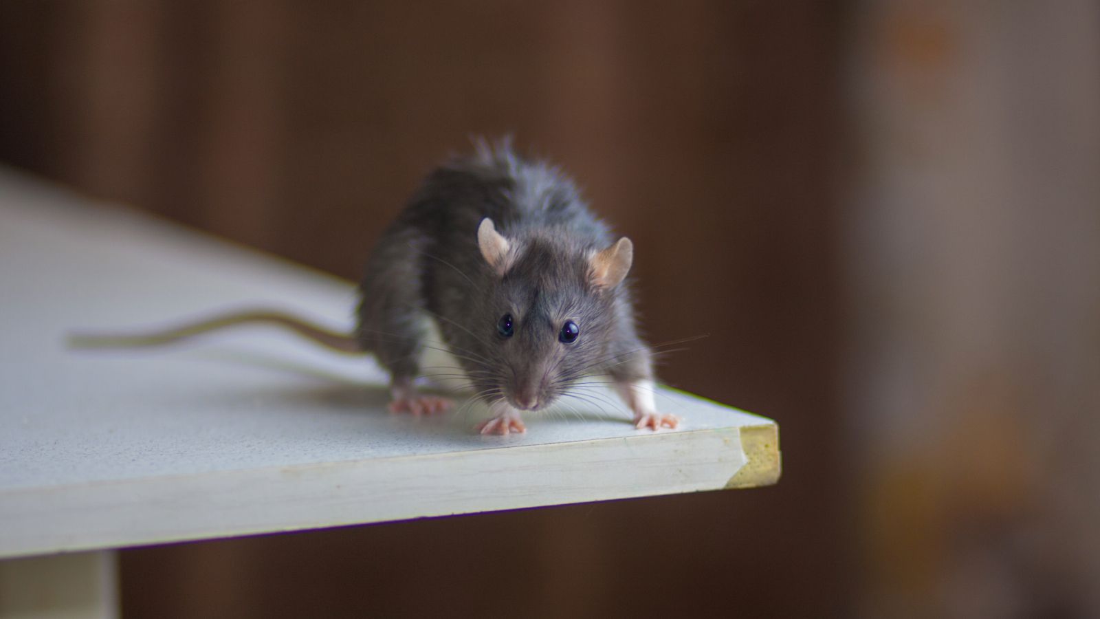 How to get rid of rats in your home: an expert guide