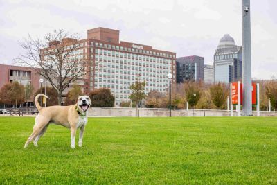 6 Reasons Green Space Elevates Mixed-Use Developments