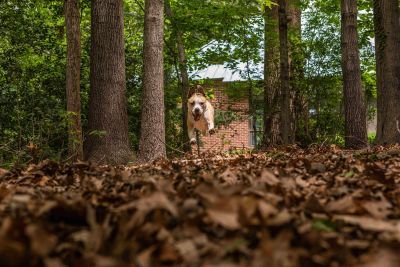 Beyond Mowing: TurfMutt Foundation’s Fall Yard Checklist