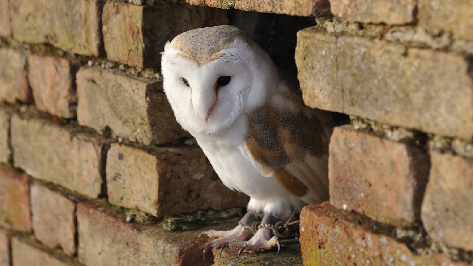 Lords push amendments to protect wildlife from new homes