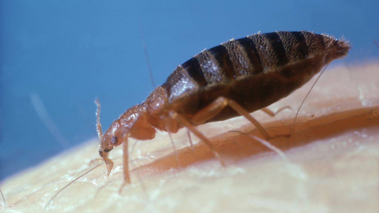 How to get rid of bedbugs: A step-by-step guide