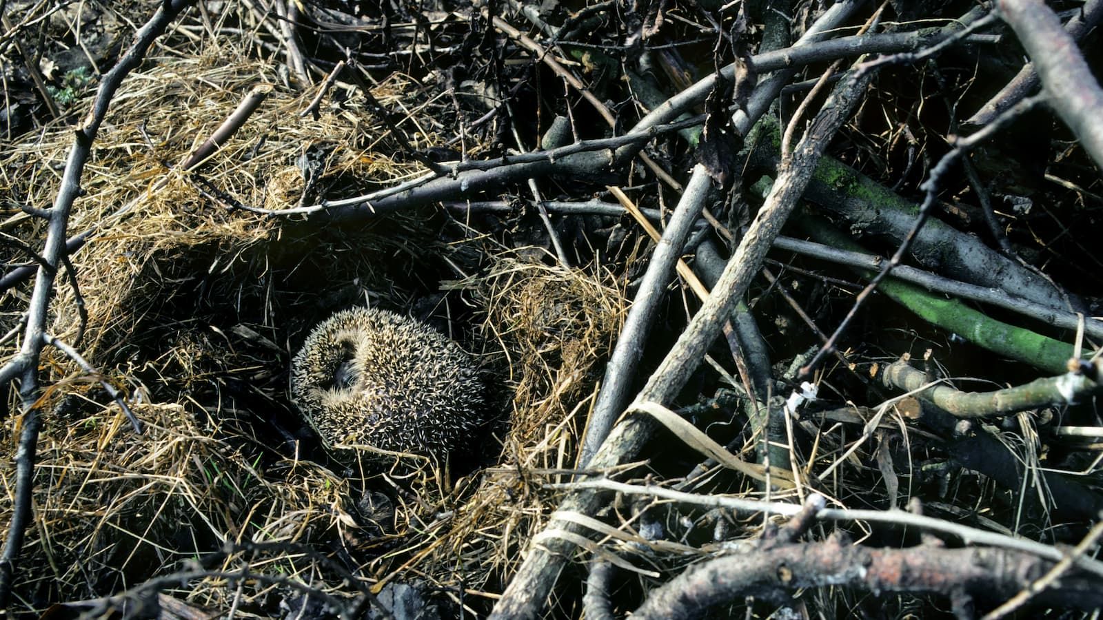 Disturbing these hibernating species could get you fined this winter