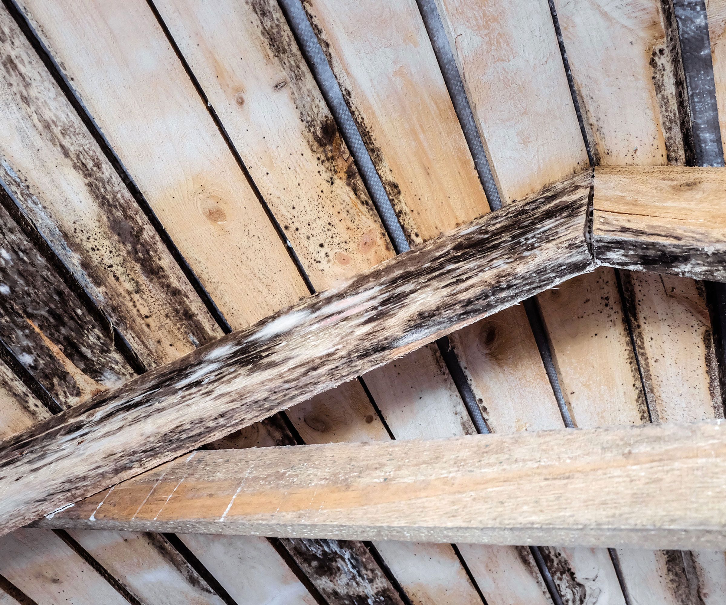 Mould in loft? Here’s how to solve the issue fast