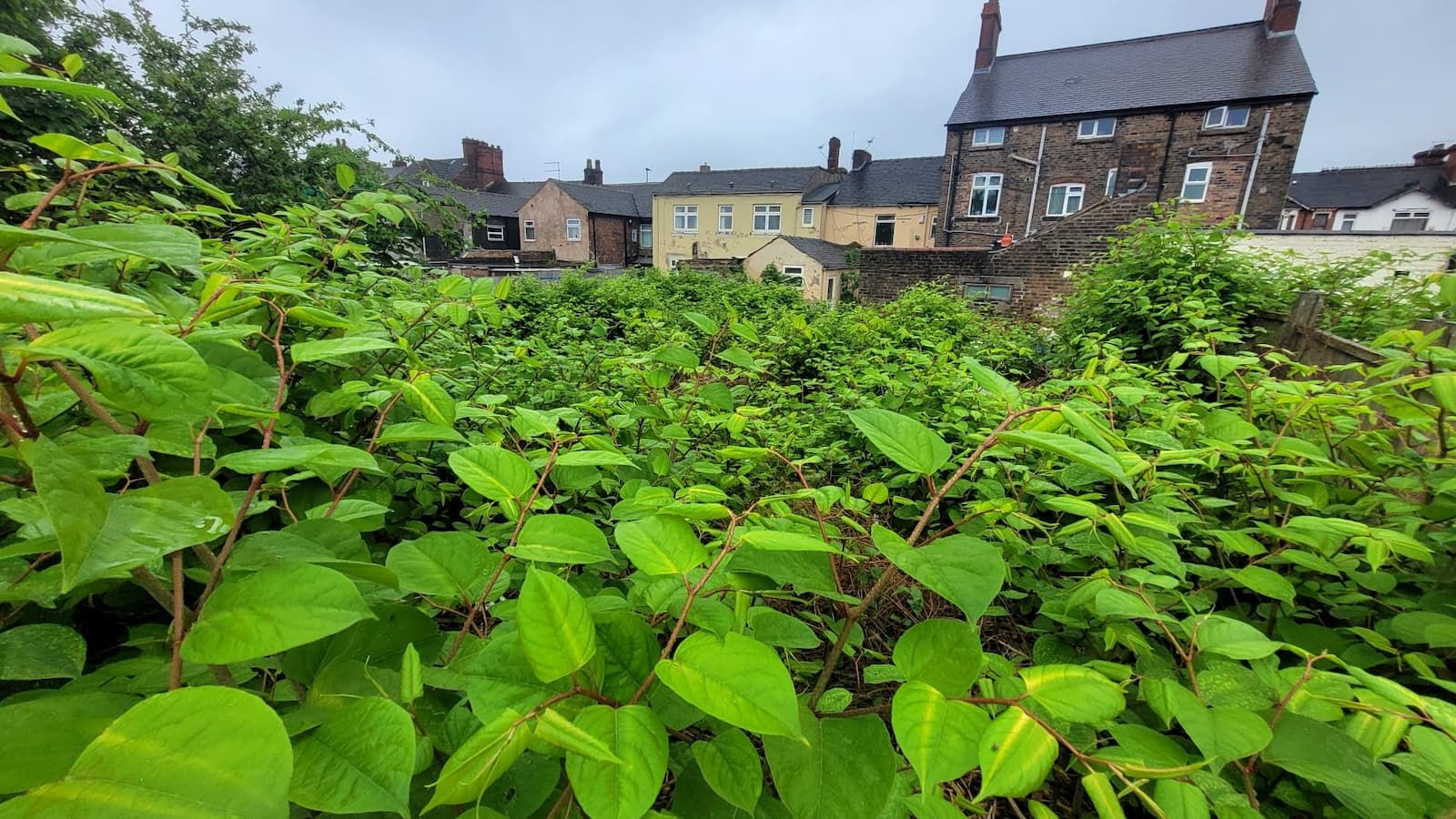 Heatmap reveals area that is the biggest Japanese knotweed hotspot in the UK