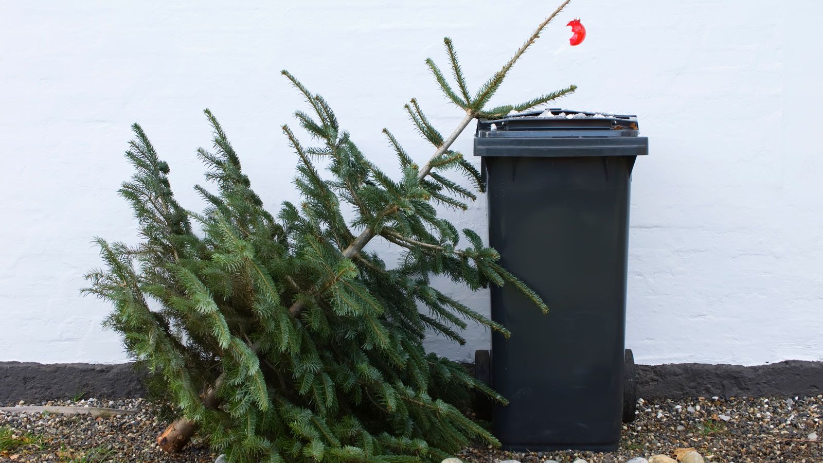 How reuse your Christmas tree to benefit your garden