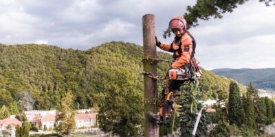 The Role of Professional Tree Services in Site Safety