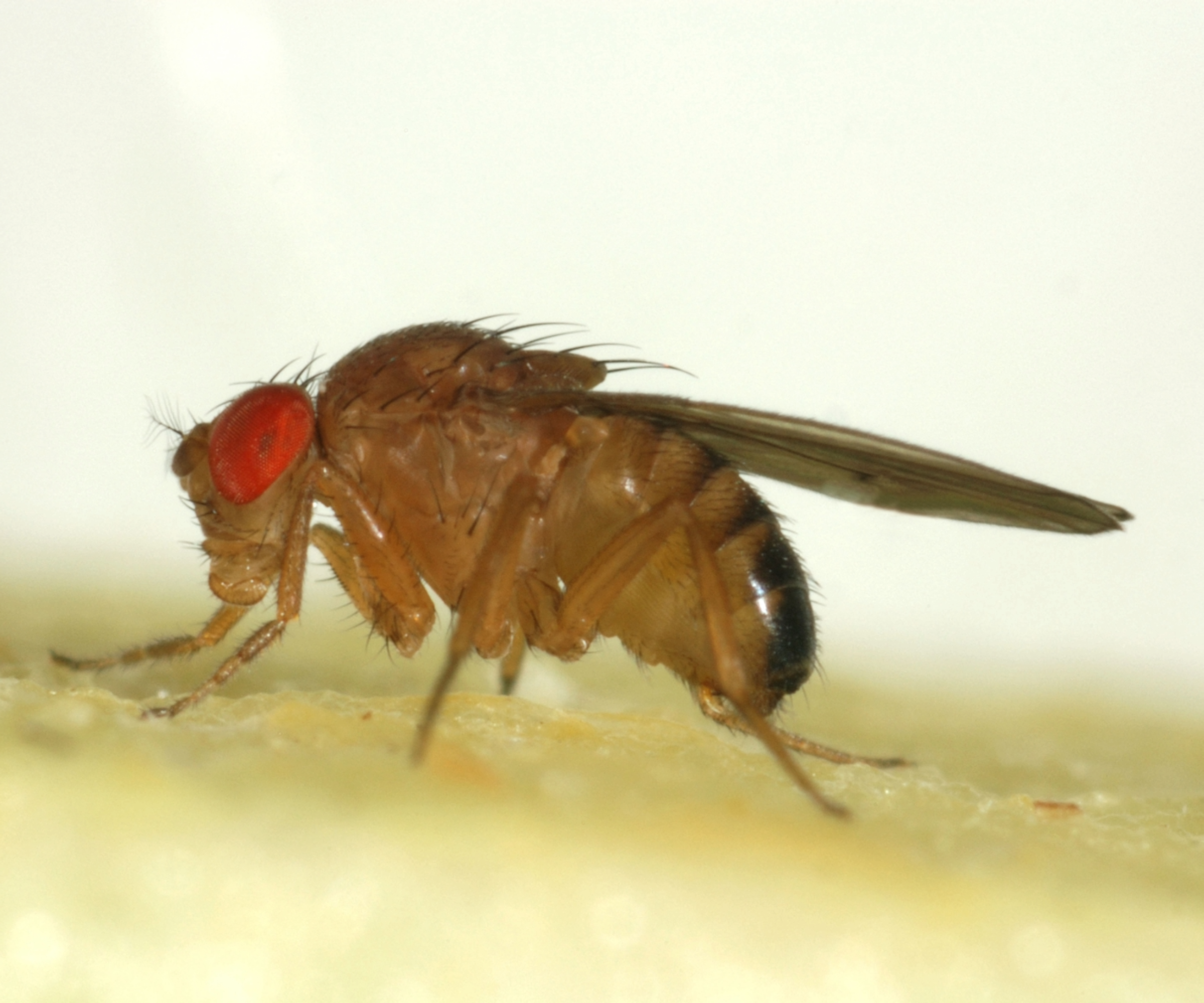 Close-up of a fruit fly